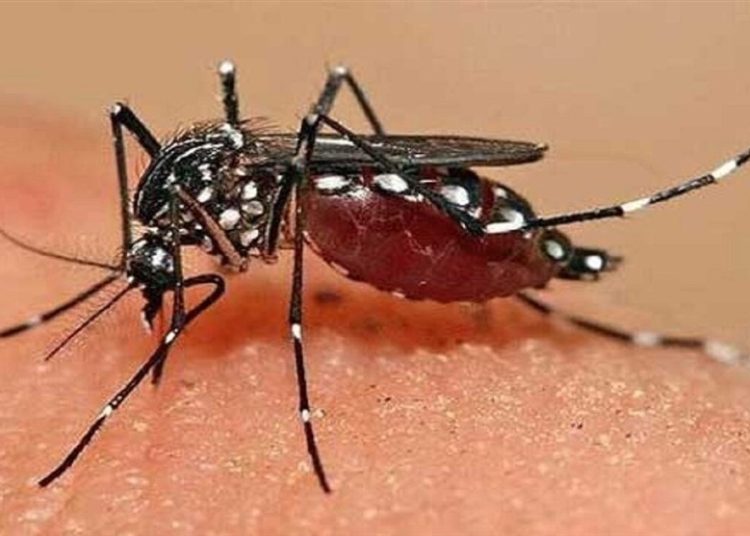 احتمال ابتلای دوباره به “تب دنگی”/ مصرف این داروها ممنوع است