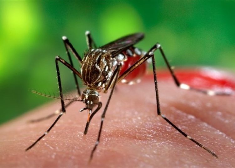 انتقال بیشتر تب دنگی در فصول پرباران/ راه پیشگیری از نیش پشه