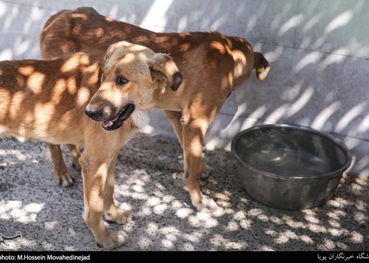 تزریق ۳۰۰۰۰۰ سرم ضدهاری در کشور طی یک‌سال